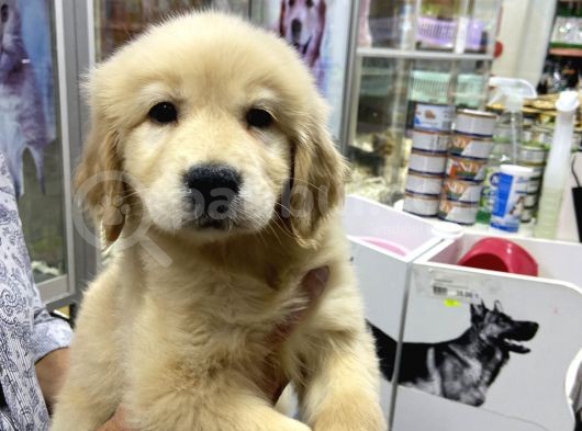 Golden Retriever Yavruları